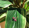 Ladybug pendant P181 - Bijouterie Setor